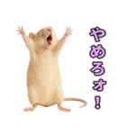 ファンシーラットの日常（個別スタンプ：11）