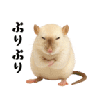 ファンシーラットの日常（個別スタンプ：12）