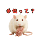 ファンシーラットの日常（個別スタンプ：17）