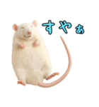 ファンシーラットの日常（個別スタンプ：19）