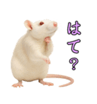 ファンシーラットの日常（個別スタンプ：20）