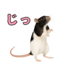 ファンシーラットの日常（個別スタンプ：21）