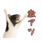 ファンシーラットの日常（個別スタンプ：22）