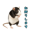 ファンシーラットの日常（個別スタンプ：23）