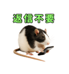 ファンシーラットの日常（個別スタンプ：24）
