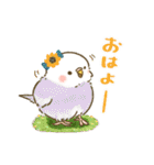 夏のインコたち（個別スタンプ：1）