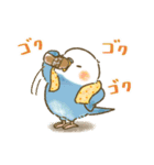 夏のインコたち（個別スタンプ：31）