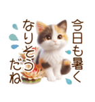 真夏の思いやり猫❁⃘*（個別スタンプ：22）