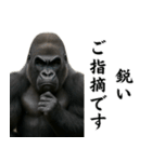 キリッとした眉ゴリラ（個別スタンプ：1）