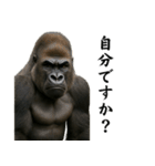 キリッとした眉ゴリラ（個別スタンプ：2）