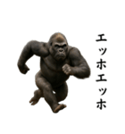 キリッとした眉ゴリラ（個別スタンプ：5）