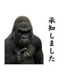 キリッとした眉ゴリラ（個別スタンプ：8）