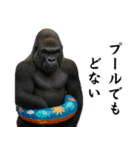 キリッとした眉ゴリラ（個別スタンプ：14）