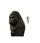 キリッとした眉ゴリラ（個別スタンプ：19）
