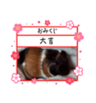 ✨みんな集まれ✨モルランド♡（個別スタンプ：13）