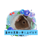 ✨みんな集まれ✨モルランド♡（個別スタンプ：14）