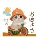 スコティッシュ猫 かわいいカラフル帽 夏（個別スタンプ：1）