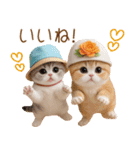 スコティッシュ猫 かわいいカラフル帽 夏（個別スタンプ：5）