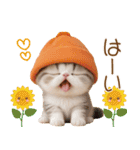 スコティッシュ猫 かわいいカラフル帽 夏（個別スタンプ：7）