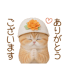 スコティッシュ猫 かわいいカラフル帽 夏（個別スタンプ：8）