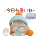 スコティッシュ猫 かわいいカラフル帽 夏（個別スタンプ：17）