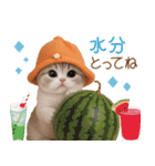 スコティッシュ猫 かわいいカラフル帽 夏（個別スタンプ：19）