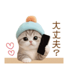 スコティッシュ猫 かわいいカラフル帽 夏（個別スタンプ：24）