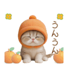 スコティッシュ猫 かわいいカラフル帽 夏（個別スタンプ：27）