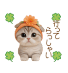 スコティッシュ猫 かわいいカラフル帽 夏（個別スタンプ：30）