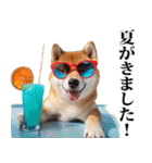 夏☆柴犬（敬語）（個別スタンプ：1）