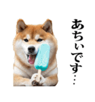 夏☆柴犬（敬語）（個別スタンプ：2）