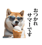 夏☆柴犬（敬語）（個別スタンプ：4）