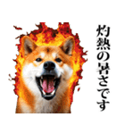 夏☆柴犬（敬語）（個別スタンプ：7）