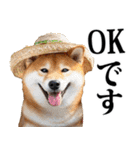 夏☆柴犬（敬語）（個別スタンプ：10）