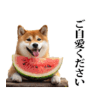 夏☆柴犬（敬語）（個別スタンプ：12）