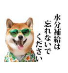 夏☆柴犬（敬語）（個別スタンプ：13）