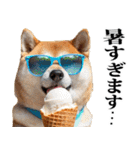 夏☆柴犬（敬語）（個別スタンプ：14）