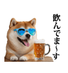 夏☆柴犬（敬語）（個別スタンプ：23）
