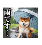夏☆柴犬（敬語）（個別スタンプ：29）