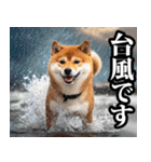 夏☆柴犬（敬語）（個別スタンプ：30）