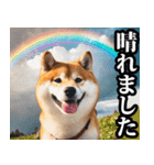 夏☆柴犬（敬語）（個別スタンプ：31）