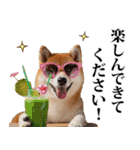 夏☆柴犬（敬語）（個別スタンプ：34）