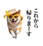 夏☆柴犬（敬語）（個別スタンプ：37）