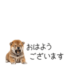 柴犬の横長スタンプ（個別スタンプ：1）