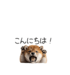 柴犬の横長スタンプ（個別スタンプ：2）
