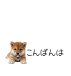 柴犬の横長スタンプ（個別スタンプ：3）