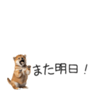 柴犬の横長スタンプ（個別スタンプ：4）