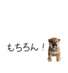 柴犬の横長スタンプ（個別スタンプ：6）