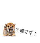柴犬の横長スタンプ（個別スタンプ：7）