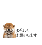 柴犬の横長スタンプ（個別スタンプ：8）